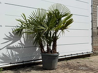 Chinese waaierpalm driedubbele stam - trachycarpus fortunei - hoogte ca. 150 cm - afbeelding 3 van  5