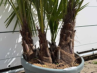 Chinese waaierpalm driedubbele stam - trachycarpus fortunei - hoogte ca. 150 cm - afbeelding 4 van  5
