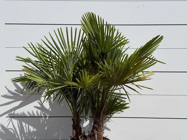 Chinese waaierpalm driedubbele stam - trachycarpus fortunei - hoogte ca. 150 cm - afbeelding 5 van  5