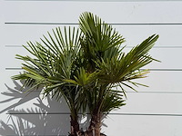 Chinese waaierpalm driedubbele stam - trachycarpus fortunei - hoogte ca. 150 cm - afbeelding 5 van  5