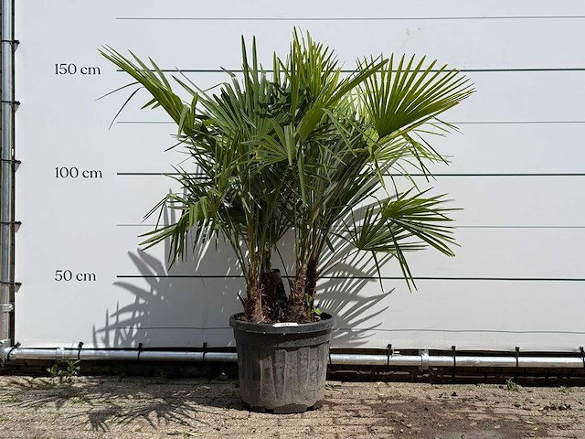 Chinese waaierpalm driedubbele stam - trachycarpus fortunei - hoogte ca. 150 cm - afbeelding 1 van  5