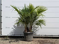 Chinese waaierpalm driedubbele stam - trachycarpus fortunei - hoogte ca. 150 cm - afbeelding 1 van  5