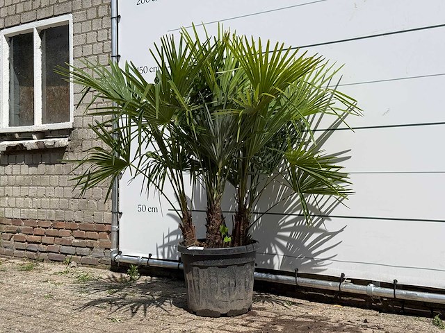 Chinese waaierpalm driedubbele stam - trachycarpus fortunei - hoogte ca. 150 cm - afbeelding 2 van  5