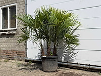 Chinese waaierpalm driedubbele stam - trachycarpus fortunei - hoogte ca. 150 cm - afbeelding 2 van  5