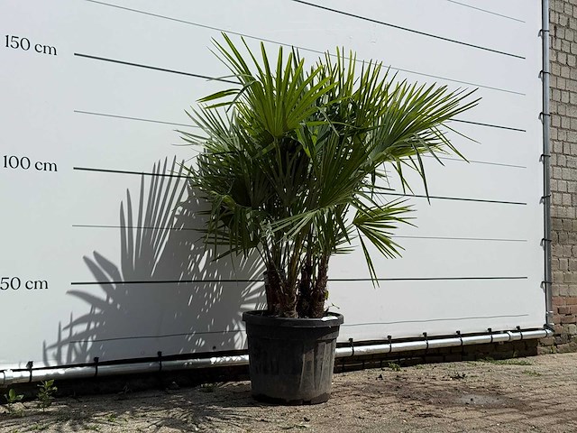 Chinese waaierpalm driedubbele stam - trachycarpus fortunei - hoogte ca. 150 cm - afbeelding 3 van  5