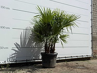 Chinese waaierpalm driedubbele stam - trachycarpus fortunei - hoogte ca. 150 cm - afbeelding 3 van  5