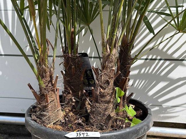 Chinese waaierpalm driedubbele stam - trachycarpus fortunei - hoogte ca. 150 cm - afbeelding 4 van  5