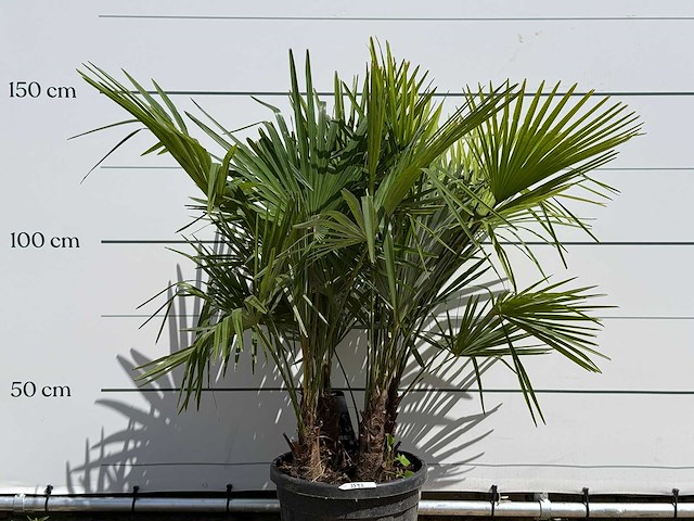 Chinese waaierpalm driedubbele stam - trachycarpus fortunei - hoogte ca. 150 cm - afbeelding 5 van  5
