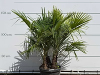 Chinese waaierpalm driedubbele stam - trachycarpus fortunei - hoogte ca. 150 cm - afbeelding 5 van  5