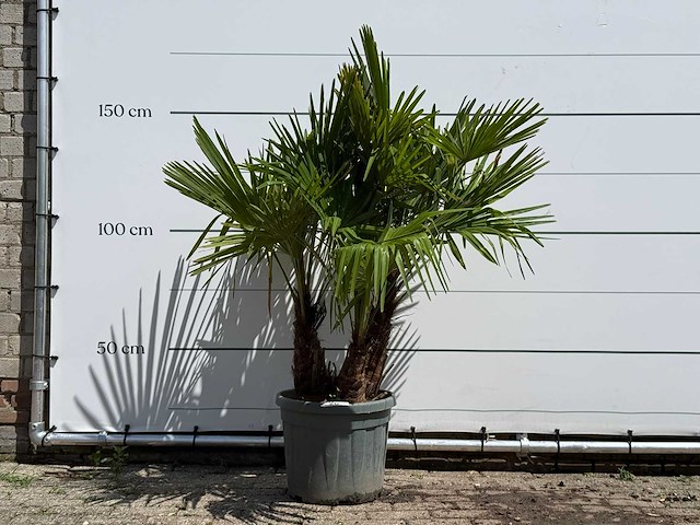 Chinese waaierpalm driedubbele stam - trachycarpus fortunei - hoogte ca. 150 cm - afbeelding 1 van  5