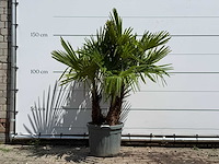 Chinese waaierpalm driedubbele stam - trachycarpus fortunei - hoogte ca. 150 cm - afbeelding 1 van  5