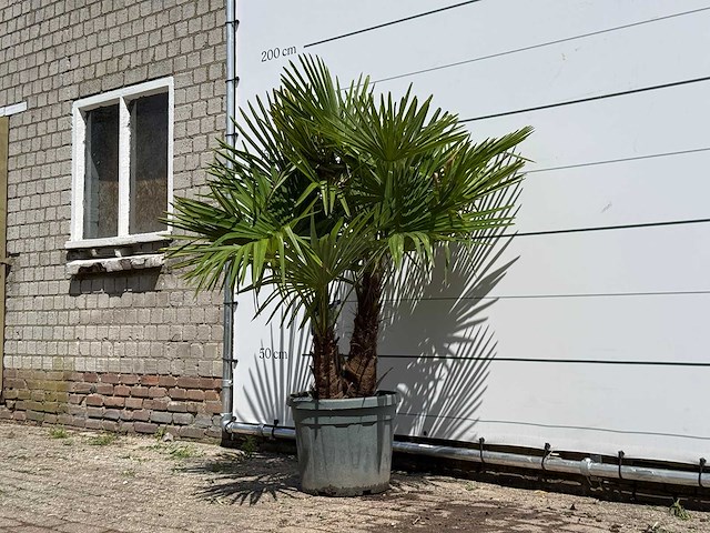 Chinese waaierpalm driedubbele stam - trachycarpus fortunei - hoogte ca. 150 cm - afbeelding 2 van  5