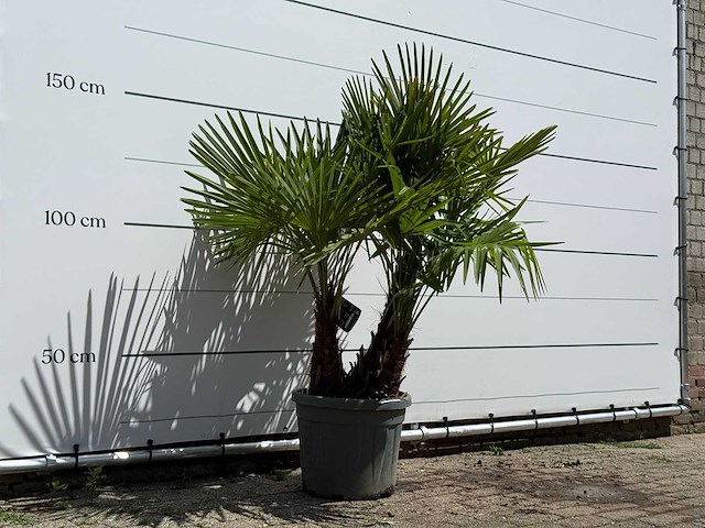 Chinese waaierpalm driedubbele stam - trachycarpus fortunei - hoogte ca. 150 cm - afbeelding 3 van  5