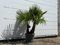 Chinese waaierpalm driedubbele stam - trachycarpus fortunei - hoogte ca. 150 cm - afbeelding 3 van  5