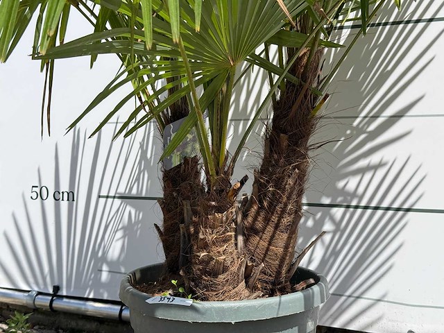 Chinese waaierpalm driedubbele stam - trachycarpus fortunei - hoogte ca. 150 cm - afbeelding 4 van  5