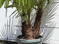 Chinese waaierpalm driedubbele stam - trachycarpus fortunei - hoogte ca. 150 cm - afbeelding 4 van  5