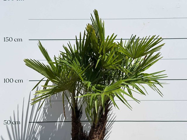 Chinese waaierpalm driedubbele stam - trachycarpus fortunei - hoogte ca. 150 cm - afbeelding 5 van  5