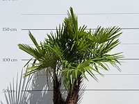 Chinese waaierpalm driedubbele stam - trachycarpus fortunei - hoogte ca. 150 cm - afbeelding 5 van  5