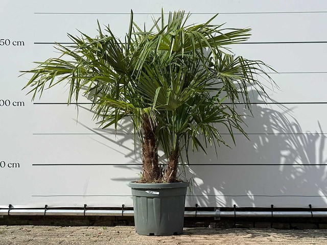 Chinese waaierpalm driedubbele stam - trachycarpus fortunei - hoogte ca. 150 cm - afbeelding 2 van  7