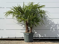 Chinese waaierpalm driedubbele stam - trachycarpus fortunei - hoogte ca. 150 cm - afbeelding 2 van  7