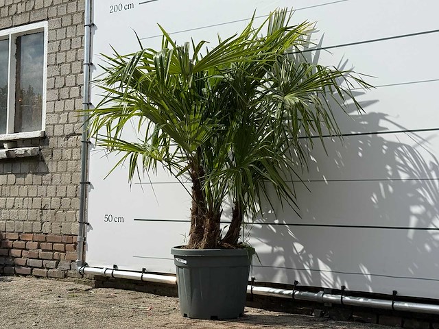 Chinese waaierpalm driedubbele stam - trachycarpus fortunei - hoogte ca. 150 cm - afbeelding 3 van  7