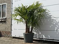 Chinese waaierpalm driedubbele stam - trachycarpus fortunei - hoogte ca. 150 cm - afbeelding 3 van  7