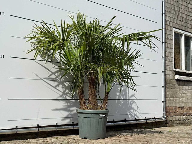 Chinese waaierpalm driedubbele stam - trachycarpus fortunei - hoogte ca. 150 cm - afbeelding 4 van  7
