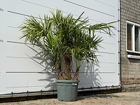 Chinese waaierpalm driedubbele stam - trachycarpus fortunei - hoogte ca. 150 cm - afbeelding 4 van  7