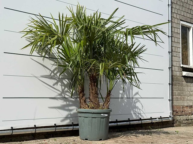 Chinese waaierpalm driedubbele stam - trachycarpus fortunei - hoogte ca. 150 cm - afbeelding 5 van  7