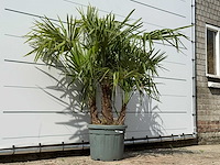 Chinese waaierpalm driedubbele stam - trachycarpus fortunei - hoogte ca. 150 cm - afbeelding 5 van  7