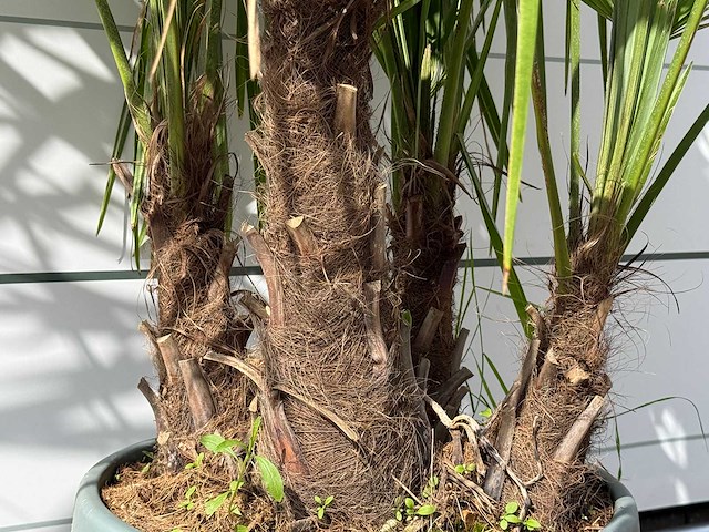 Chinese waaierpalm driedubbele stam - trachycarpus fortunei - hoogte ca. 150 cm - afbeelding 6 van  7