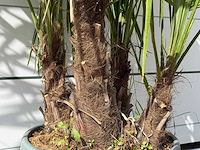 Chinese waaierpalm driedubbele stam - trachycarpus fortunei - hoogte ca. 150 cm - afbeelding 6 van  7