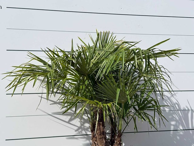 Chinese waaierpalm driedubbele stam - trachycarpus fortunei - hoogte ca. 150 cm - afbeelding 7 van  7