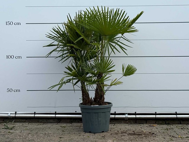 Chinese waaierpalm driedubbele stam - trachycarpus fortunei - hoogte ca. 160 cm - afbeelding 1 van  4