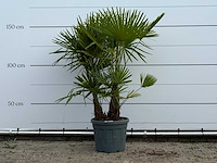 Chinese waaierpalm driedubbele stam - trachycarpus fortunei - hoogte ca. 160 cm - afbeelding 1 van  4