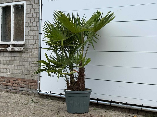 Chinese waaierpalm driedubbele stam - trachycarpus fortunei - hoogte ca. 160 cm - afbeelding 2 van  4