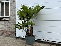 Chinese waaierpalm driedubbele stam - trachycarpus fortunei - hoogte ca. 160 cm - afbeelding 2 van  4