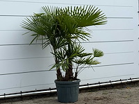 Chinese waaierpalm driedubbele stam - trachycarpus fortunei - hoogte ca. 160 cm - afbeelding 3 van  4