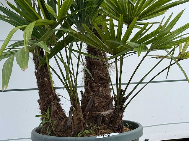 Chinese waaierpalm driedubbele stam - trachycarpus fortunei - hoogte ca. 160 cm - afbeelding 4 van  4