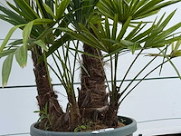 Chinese waaierpalm driedubbele stam - trachycarpus fortunei - hoogte ca. 160 cm - afbeelding 4 van  4