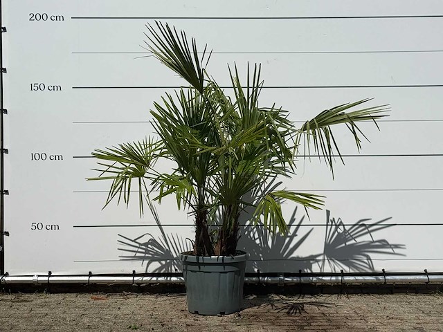 Chinese waaierpalm driedubbele stam - trachycarpus fortunei - hoogte ca. 160 cm - afbeelding 1 van  2