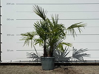Chinese waaierpalm driedubbele stam - trachycarpus fortunei - hoogte ca. 160 cm - afbeelding 1 van  2