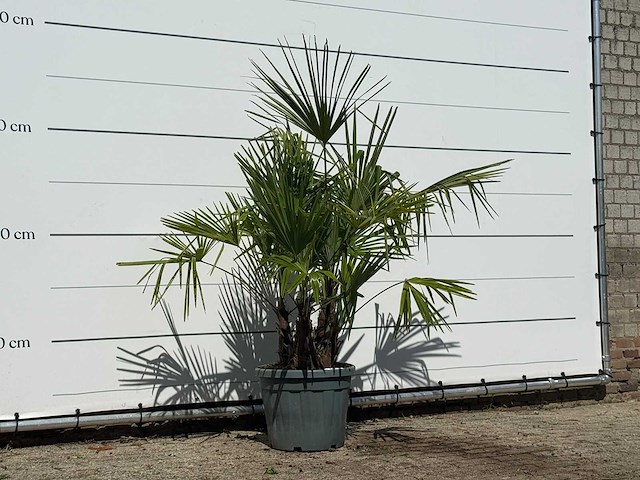 Chinese waaierpalm driedubbele stam - trachycarpus fortunei - hoogte ca. 160 cm - afbeelding 2 van  2