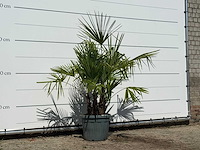 Chinese waaierpalm driedubbele stam - trachycarpus fortunei - hoogte ca. 160 cm - afbeelding 2 van  2