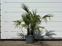 Chinese waaierpalm driedubbele stam - trachycarpus fortunei - hoogte ca. 160 cm