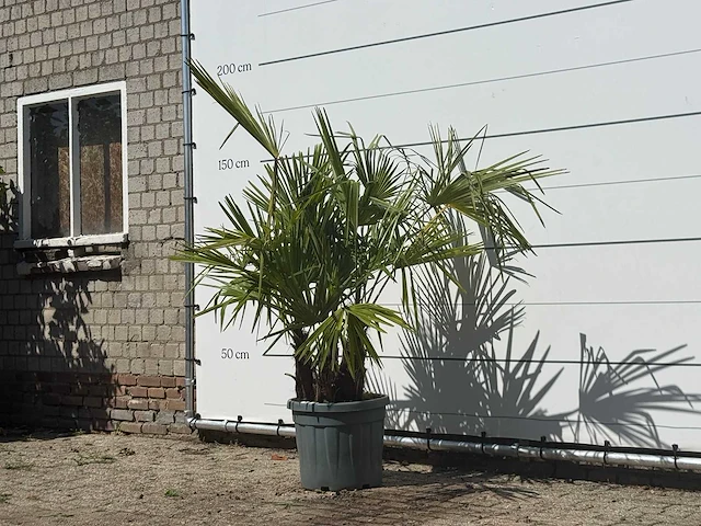Chinese waaierpalm driedubbele stam - trachycarpus fortunei - hoogte ca. 160 cm - afbeelding 3 van  3