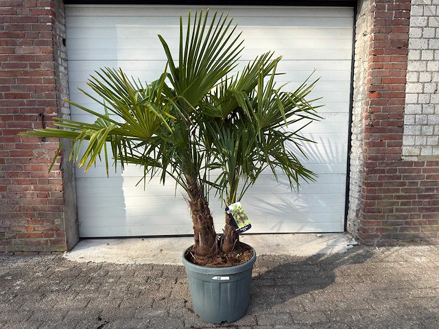 Chinese waaierpalm driedubbele stam - trachycarpus fortunei - hoogte ca. 170 cm - afbeelding 1 van  5