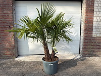 Chinese waaierpalm driedubbele stam - trachycarpus fortunei - hoogte ca. 170 cm - afbeelding 1 van  5