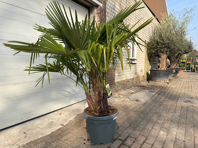 Chinese waaierpalm driedubbele stam - trachycarpus fortunei - hoogte ca. 170 cm - afbeelding 2 van  5