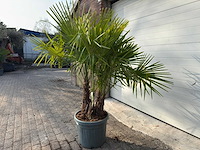 Chinese waaierpalm driedubbele stam - trachycarpus fortunei - hoogte ca. 170 cm - afbeelding 3 van  5